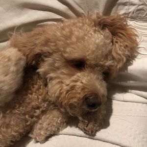 Meet your Posher, Bridget